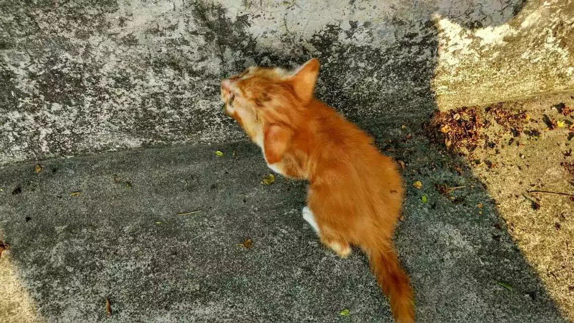 为什么玉林人吃狗肉人人喊打,广东人吃猫肉却