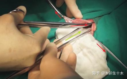 mooc外科手术学第九讲家兔麻醉开关腹胃修补