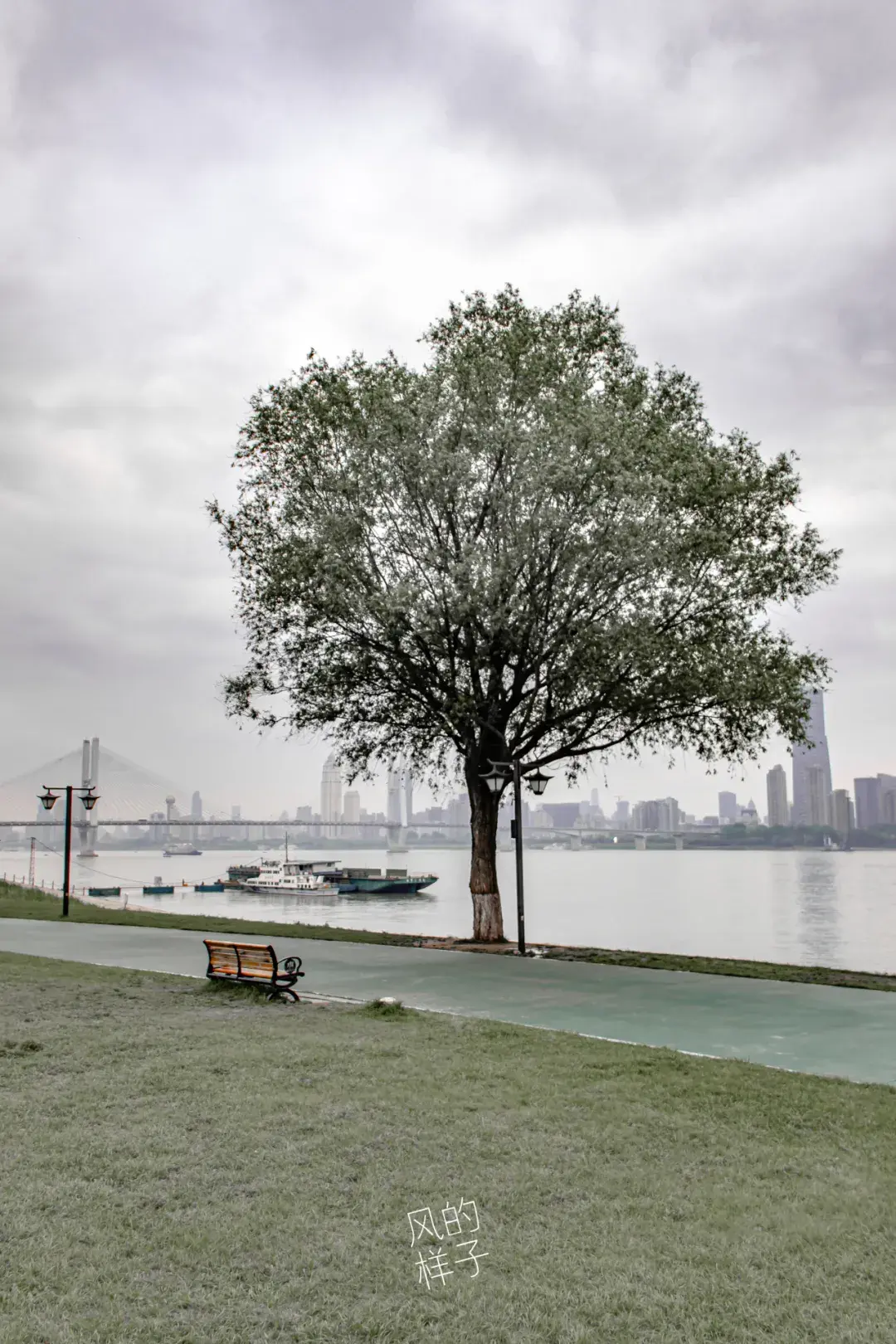 风的照相馆武汉那棵孤独又灿烂的树