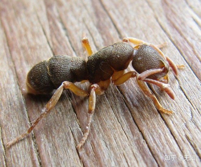 蚂蚁饲养 - 知乎