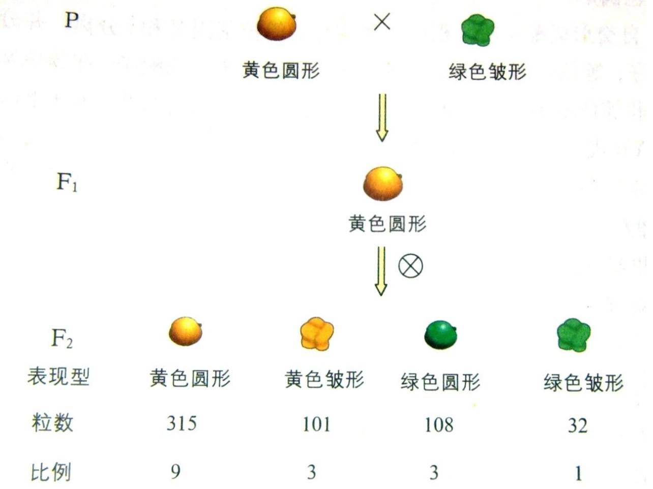 抛硬币背后的概率论- 知乎