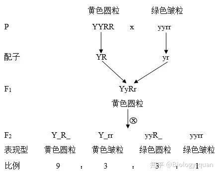 孟德尔自交遗传图解图片