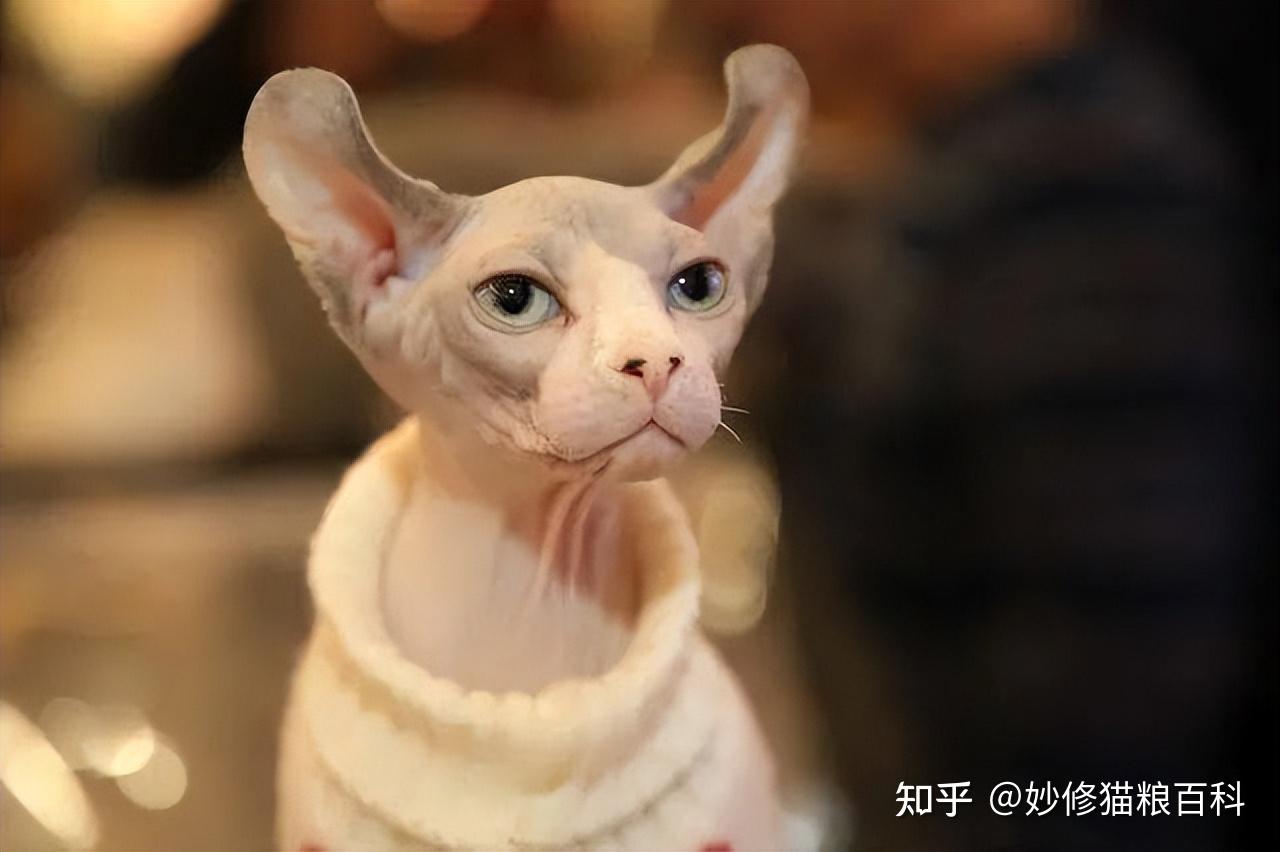 智商排名前3的猫和智商垫底的2种“傻猫”，你家猫上榜了吗？ - 知乎