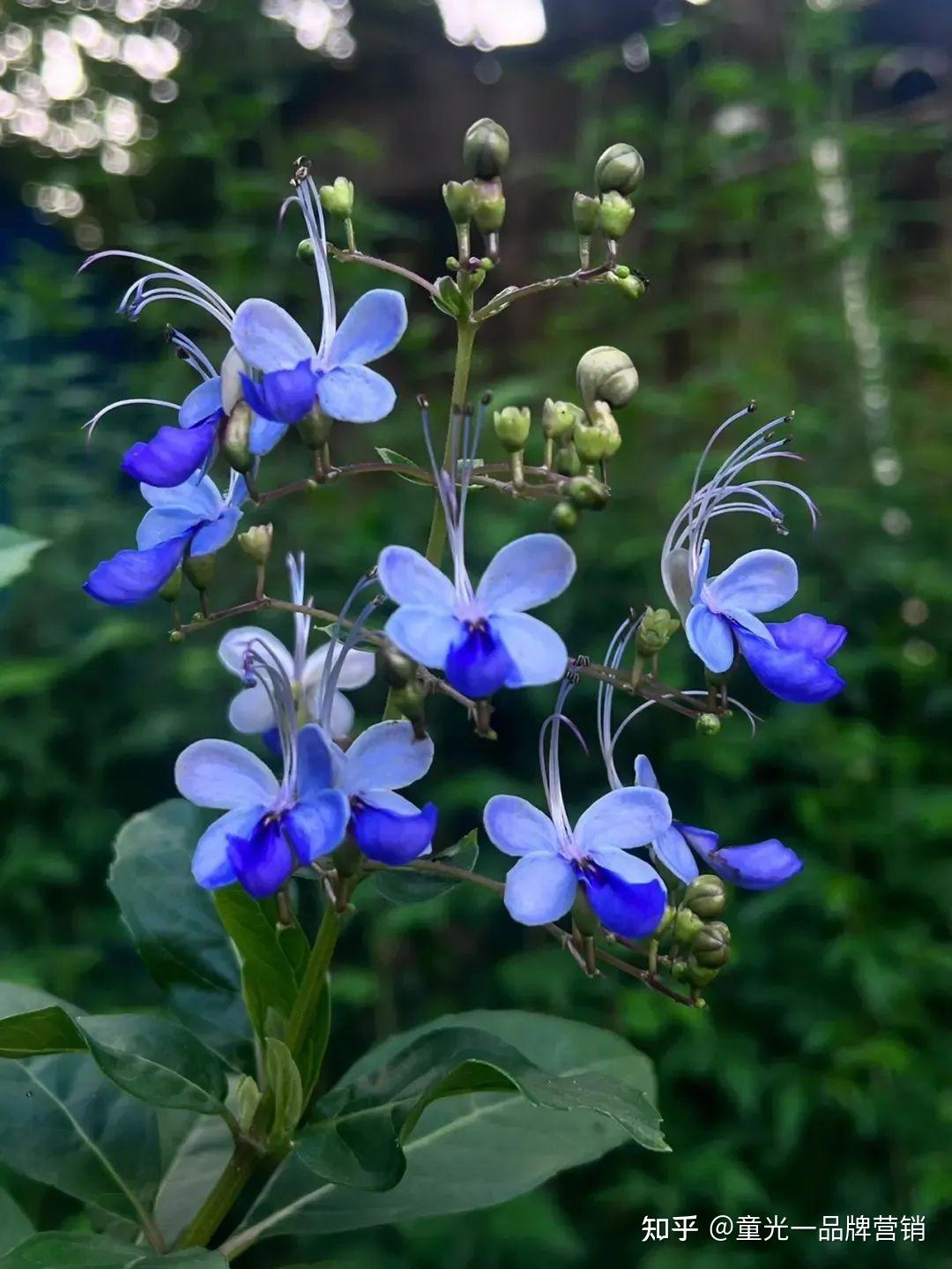 庭院花园花卉图片