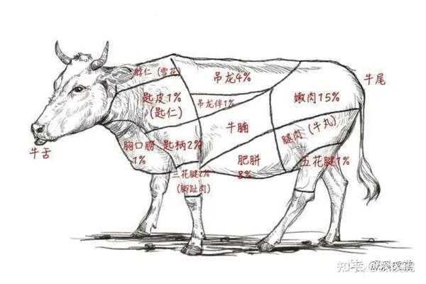 牛上的脑是什么_牛上脑是牛身上哪个部位的肉_牛上脑上白色固体