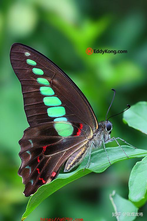 绿色蝴蝶品种图片
