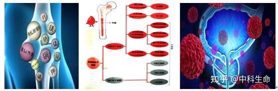 健康骨骼，人体健康不容忽视的“责任担当” - 知乎