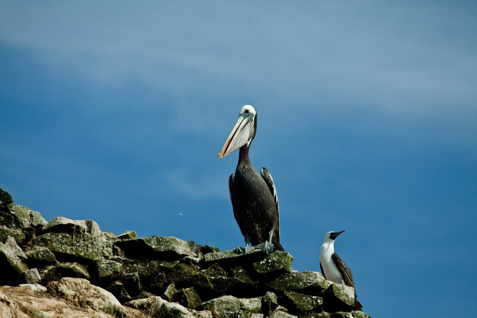 密恐合集来看秘鲁帕拉卡斯自然保护区的神奇生物