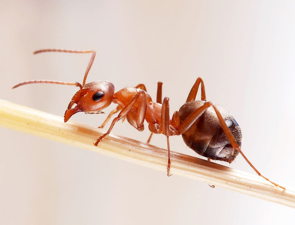 红蚂蚁- 知乎