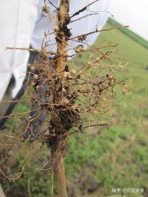 自然界中,那些有趣的植物现象,你知道吗? - 知乎