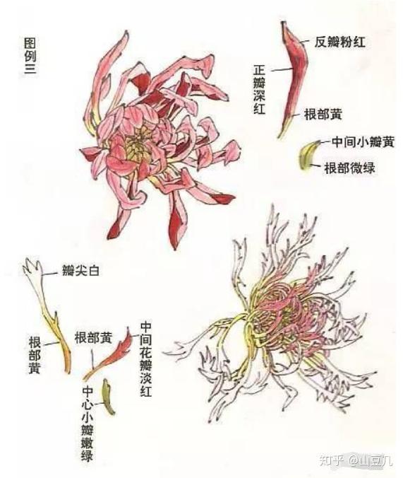 1,菊花结构解析