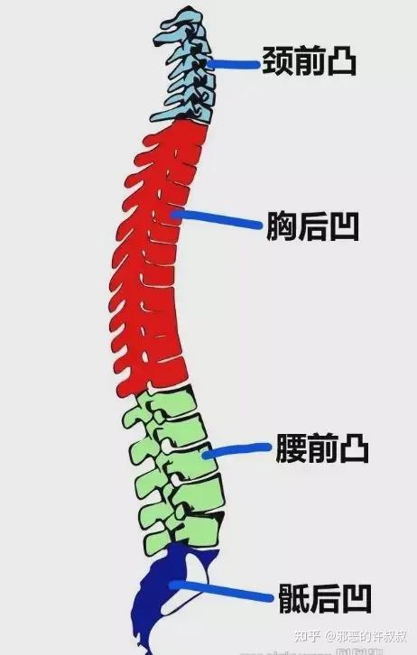 而曲度變直的頸腰椎,字面意思就是正常的c字形被拉直了,在影像中椎體