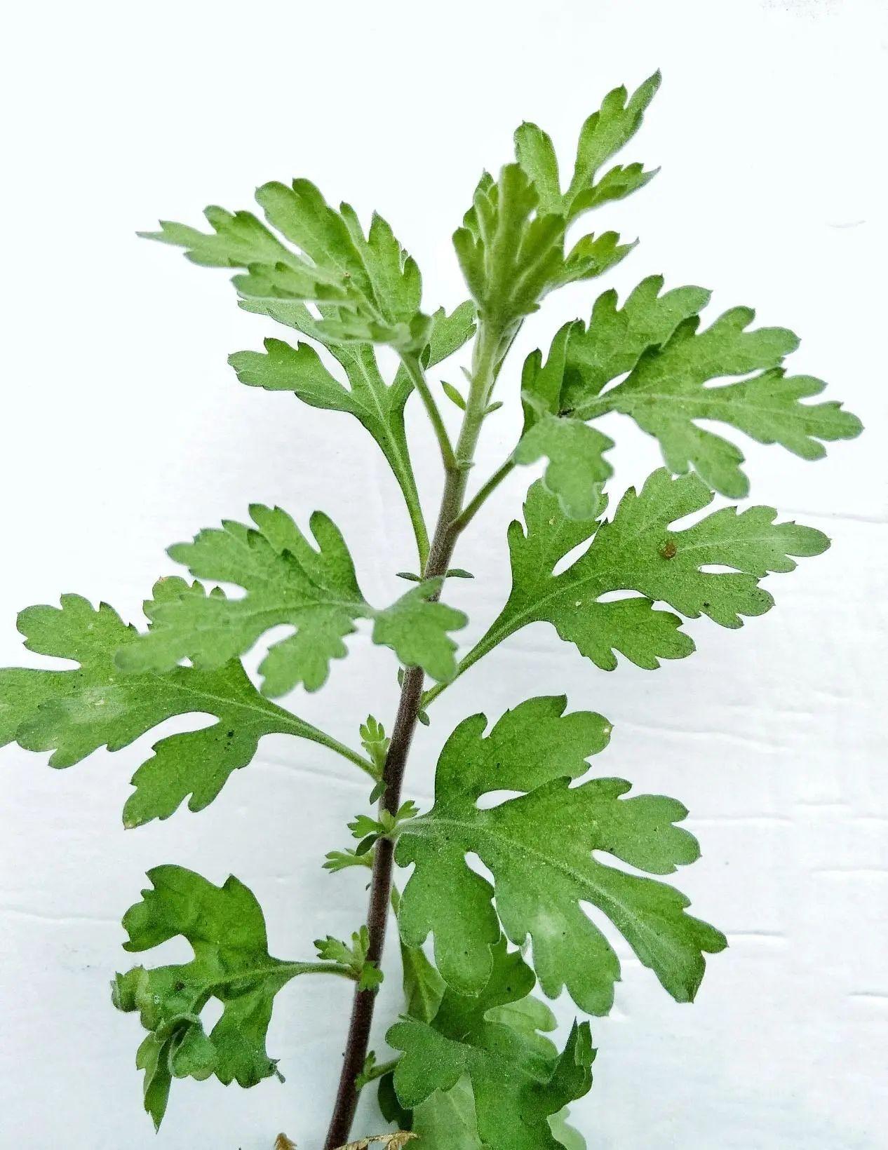 青团的灵魂:五月艾 - 知乎