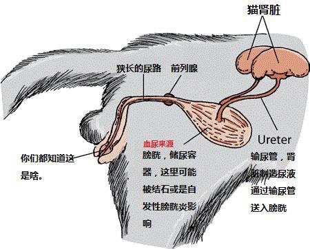 猫摄入的盐量过多是导致肾结石的主要原因吗