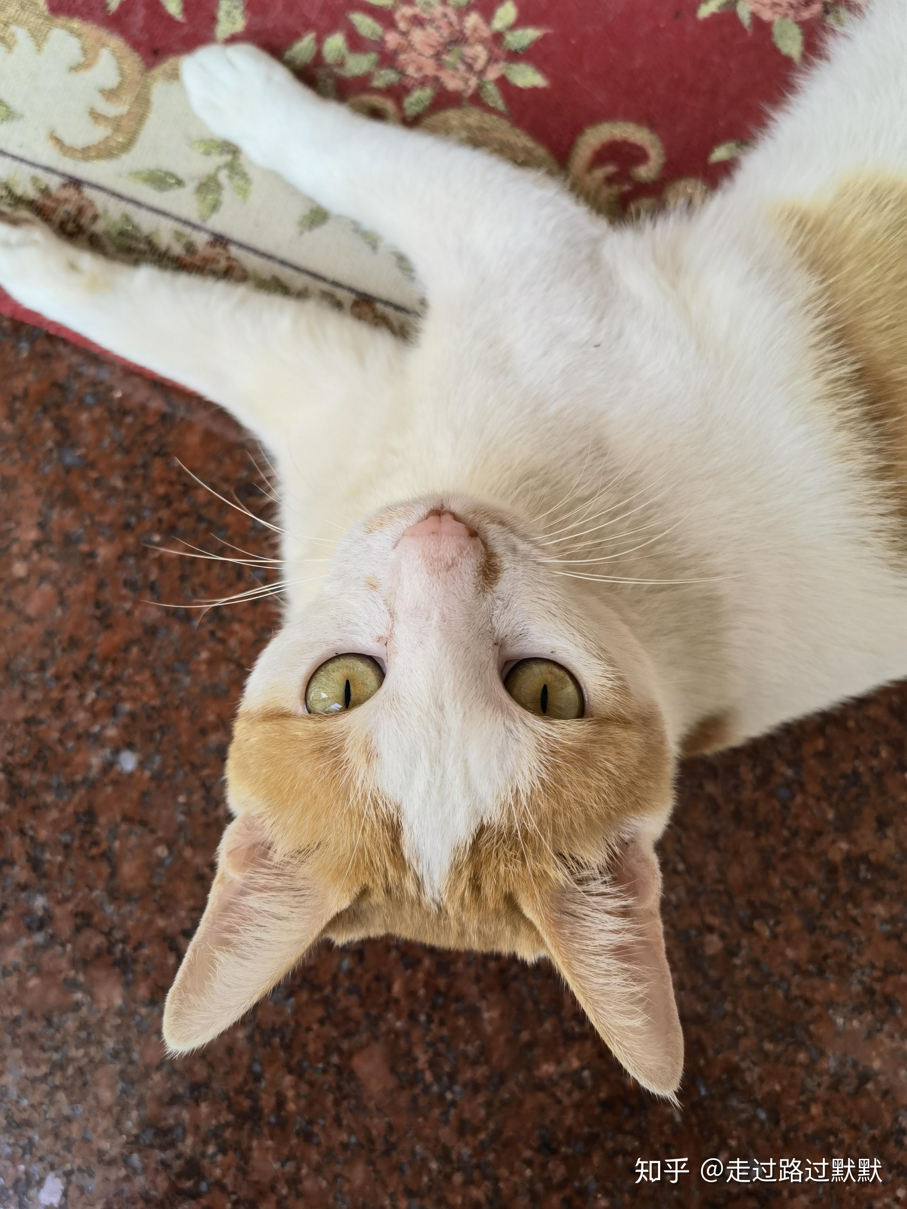 记录一段喵喵的缘分