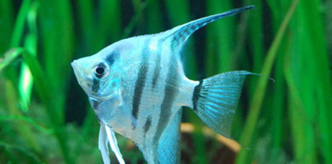 常见鱼种科普十一神仙色彩艳丽的仙子