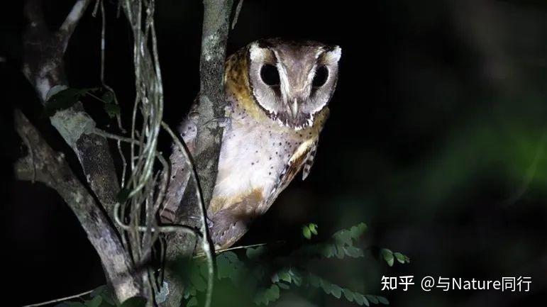 十一只来自世界各地的神奇猫头鹰 - 知乎