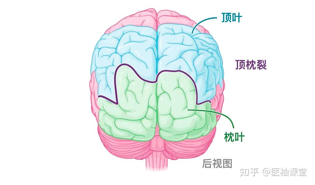人体解剖学基础:大脑皮层 - 知乎