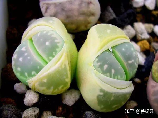 天价!天价!名贵植物排行,令人大开眼界-名贵植物图片