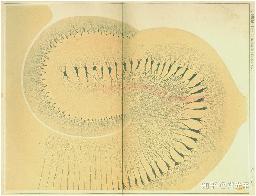 他也是我们初中科学(生物)课本上高尔基体的发现者.