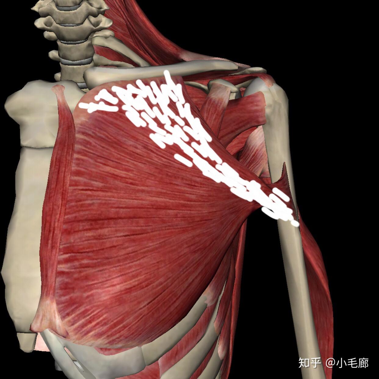 女性胸大肌的准确位置-图库-五毛网