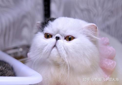 v2-3d1f959c091ce7656aef4b2fb8173772_r.jpg