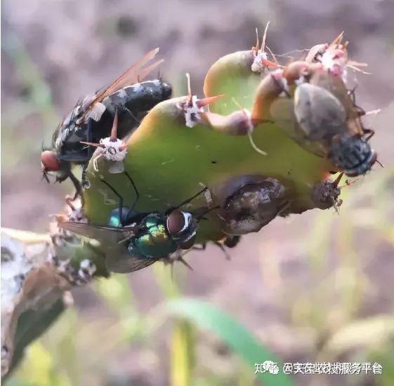 火龙果果实蝇一定要提早防治