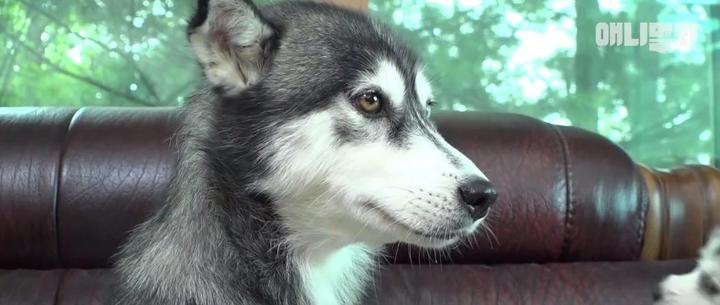 迷你犬让二哈意外怀孕 爆红韩国 网友 别告诉泰迪 知乎 迷你犬让二哈意外怀孕 爆红韩国 网友 别告诉泰迪 知乎