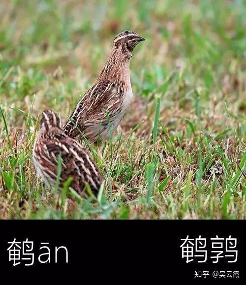 补丁很多的旧衣服,所以古人形容衣着褴褛为"鹑衣",成语中有"鹑衣百结"