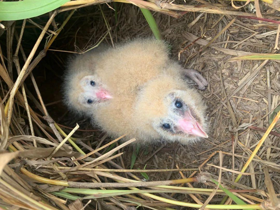 看超可爱的↓草鸮是咱们的国家二级保护动物确定了这两只幼鸟经过专家