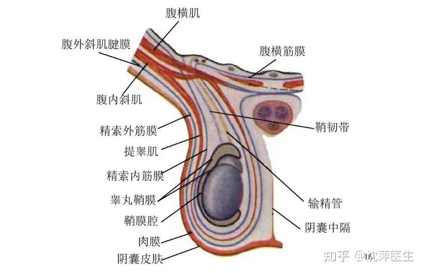 阴囊感染的症状表现和如何辨病施治