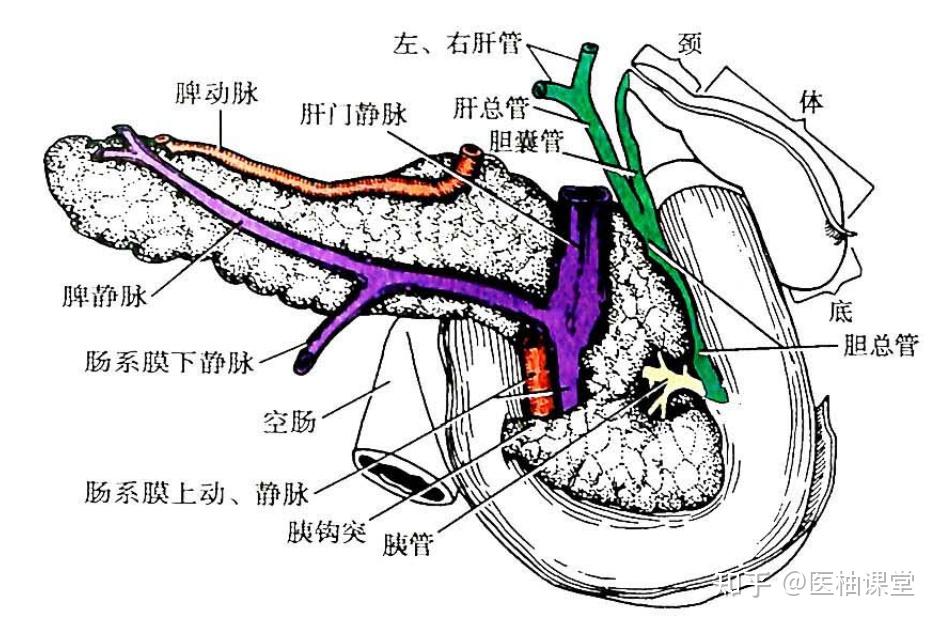 位置,分部与毗邻胰位于腹上区和左季肋区横过第1,2腰椎前方,居网膜囊