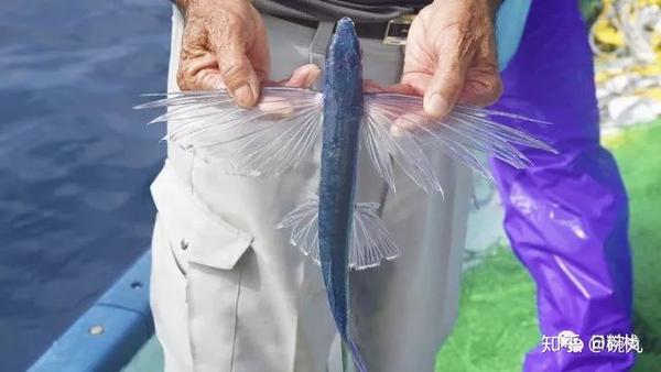 飞鱼 | 如何在海洋和天空之间放飞自我~ - 知乎