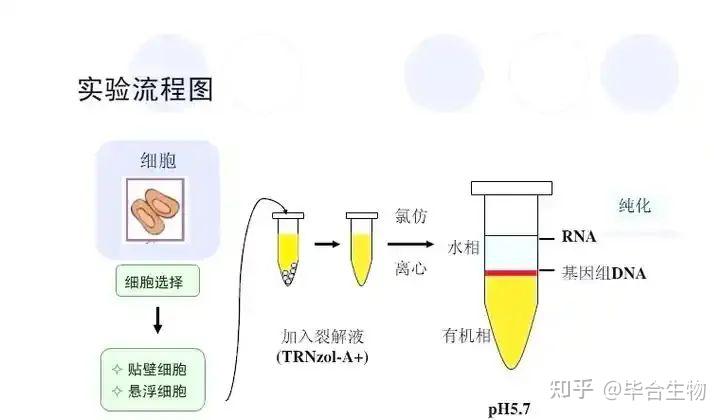 RNA提取大揭秘:方法、优缺点、注意事项全在这啦!🧬 - 知乎