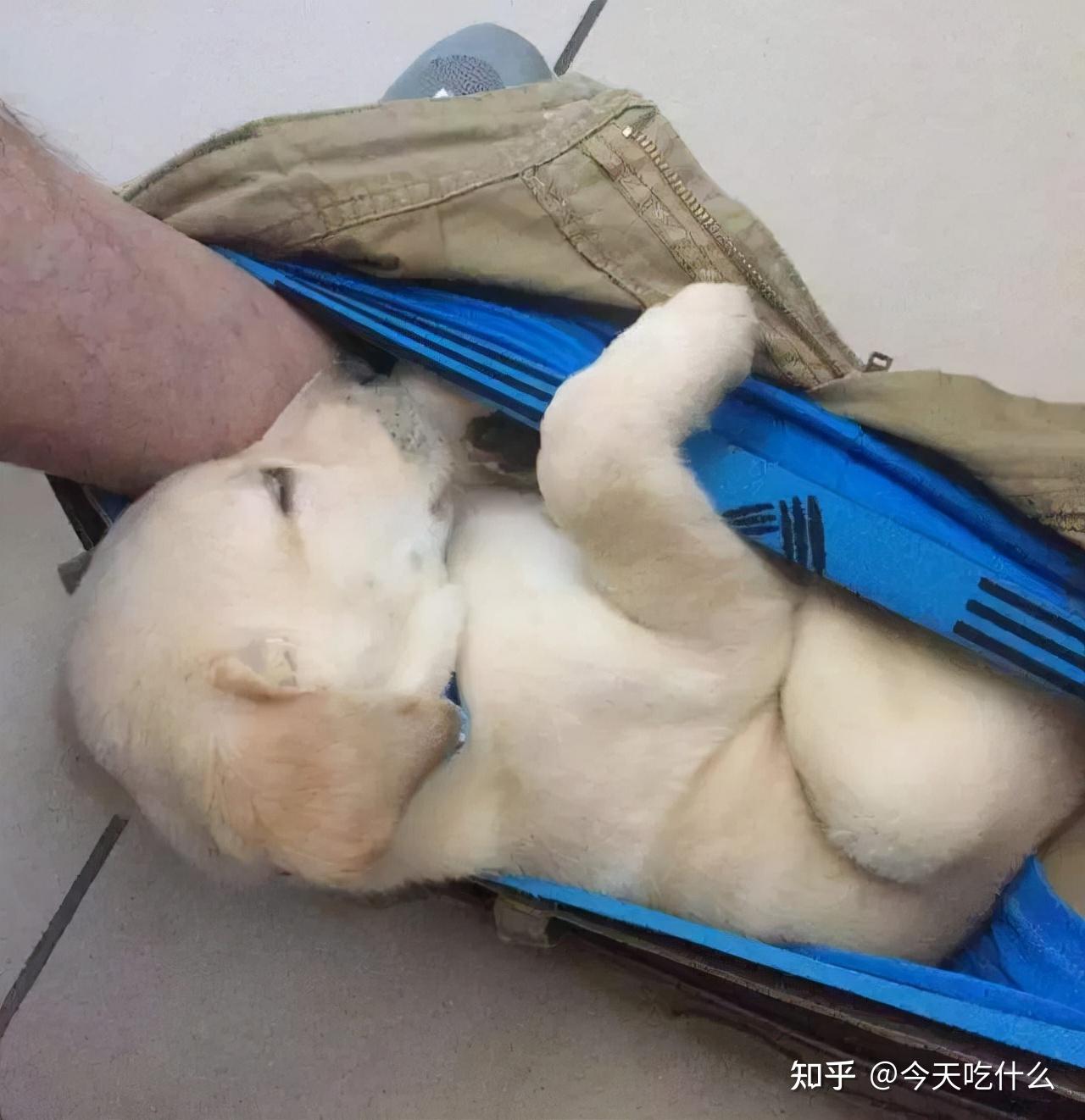 狗子喜欢闻人类的"裤裆",是有什么特殊癖好吗? - 知乎