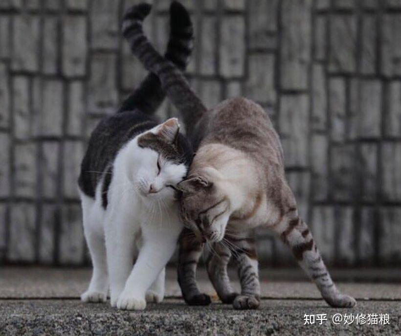 关于猫咪发情那些事,你知道多少? - 知乎