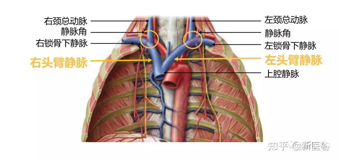 头臂静脉,又称无名静脉,左右各一,分别由同侧的颈内静脉和锁骨下静脉