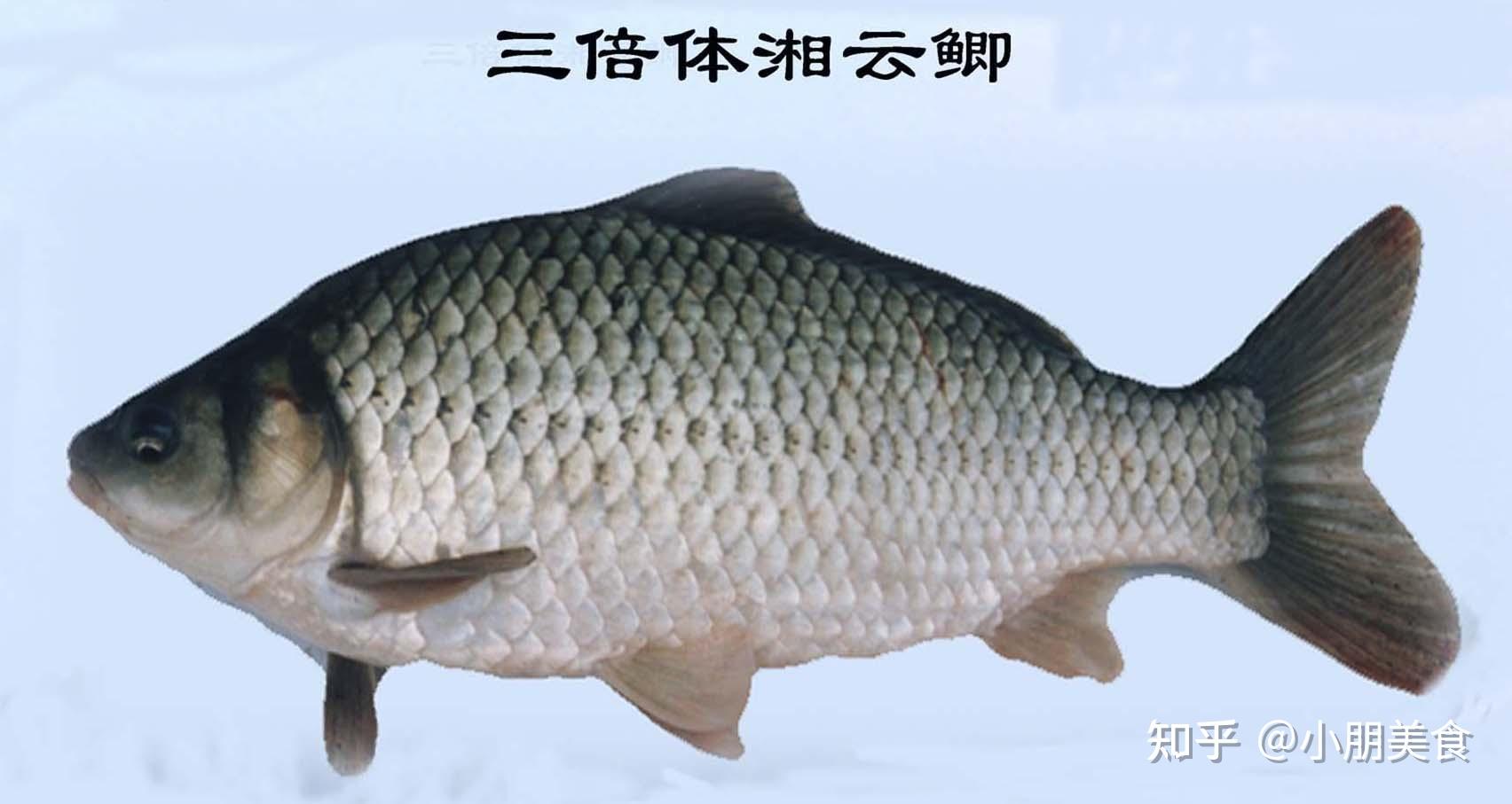 买鲫鱼要分清工程鲫和土鲫差别很大买错难吃不鲜嫩