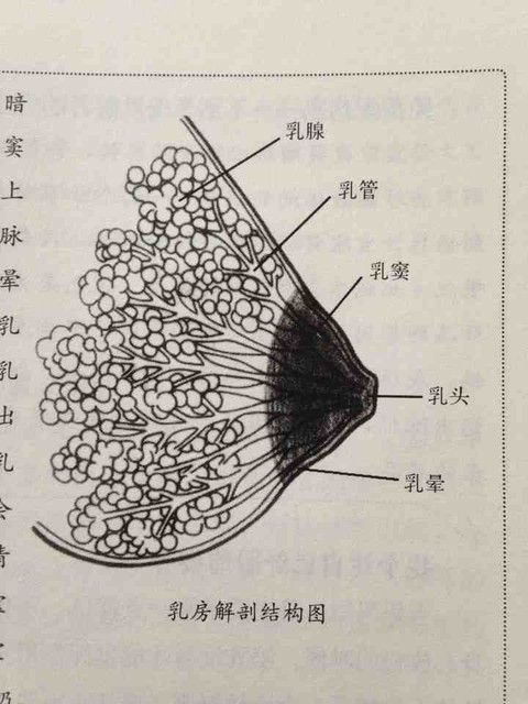 哺乳期乳腺组织图片