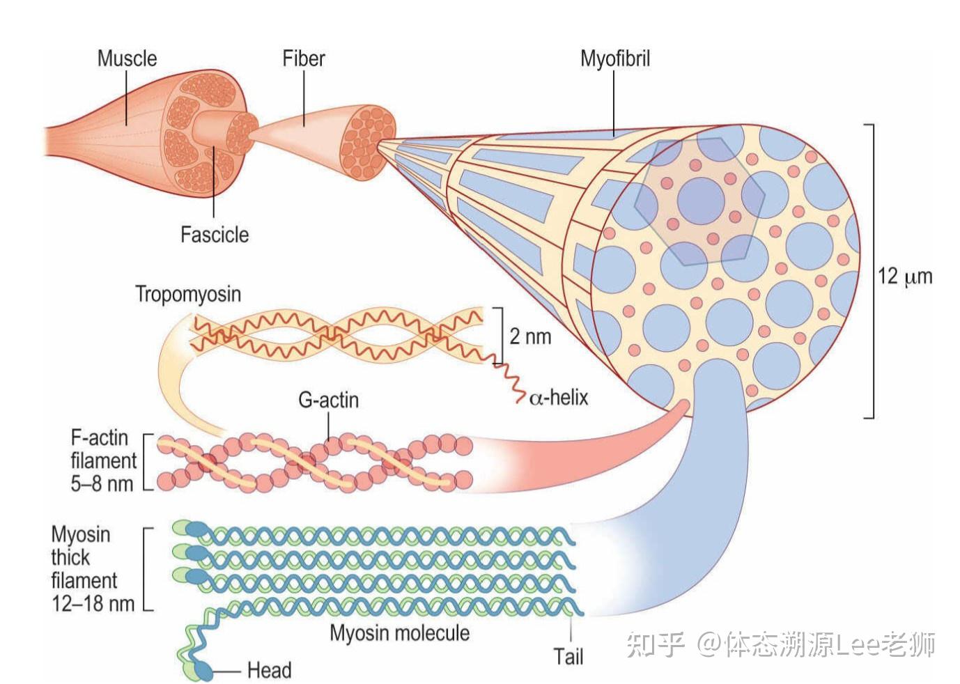 一:拉正整体结构失衡