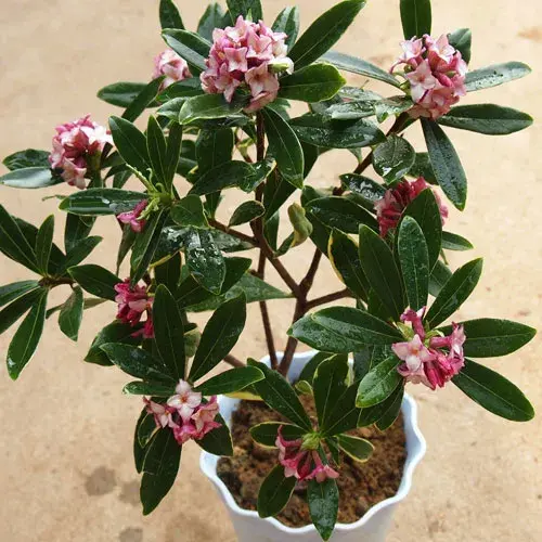 公众号:易花得木(yihuademu)(服务号)宜花得木(yihua-demu)(阅读号)