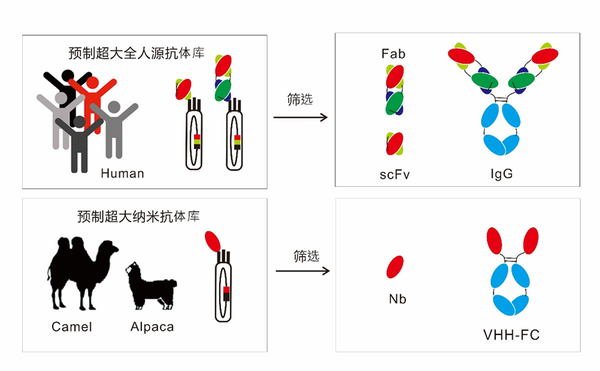 双特异抗体先导抗体发现解决方案 - 知乎
