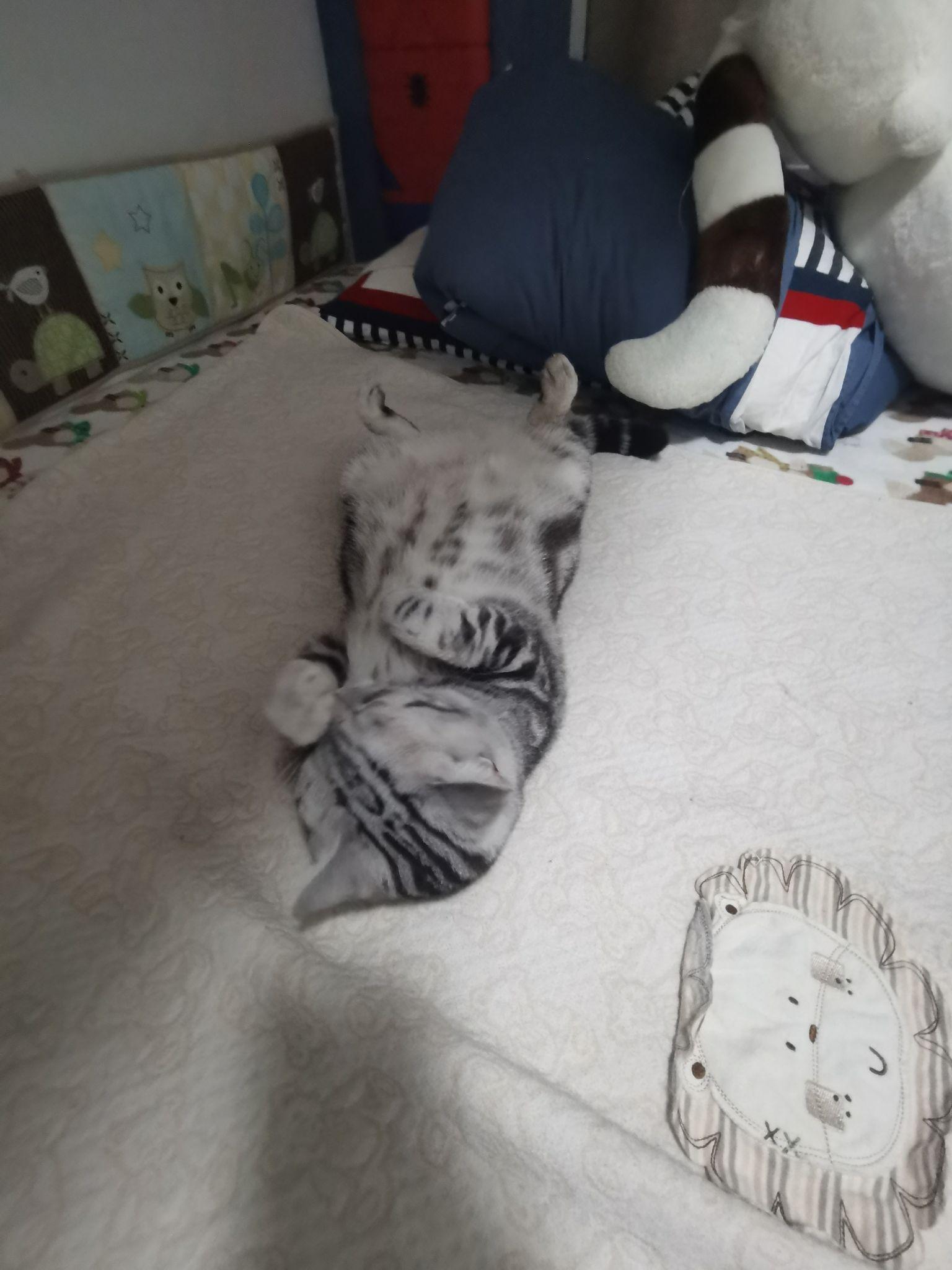 美短银色条纹长什么样子?求图片回答? - 知乎