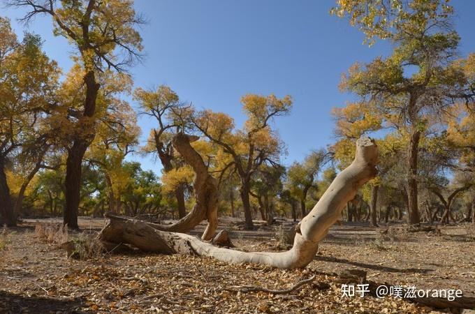 活着一千年不死,死后一千年不倒,倒后一千年不朽!