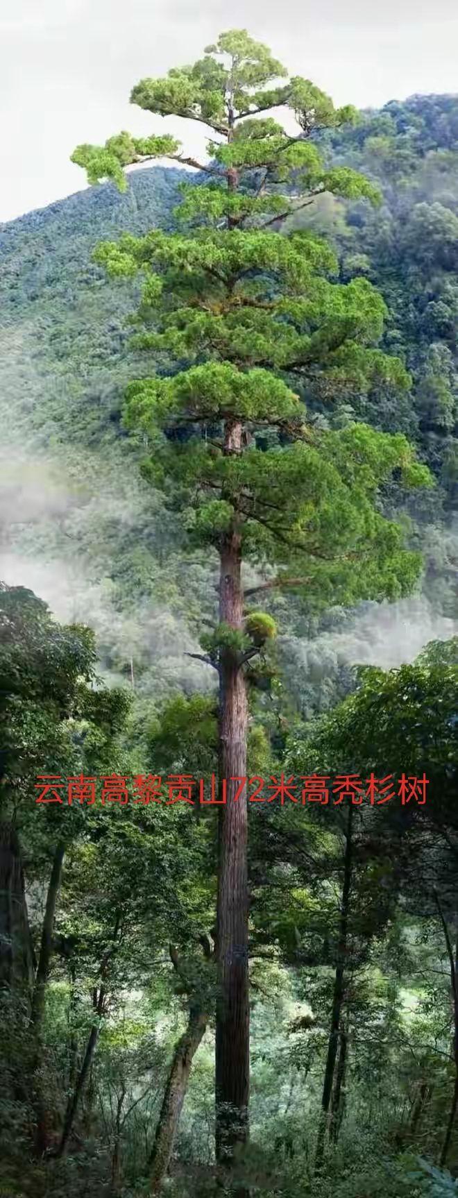 “亚洲最高树”在我国!西藏发现102.3米高柏树,为何能长这么高 - 知乎