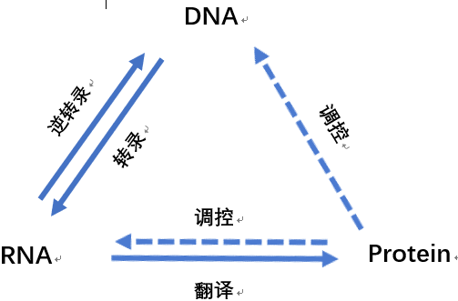 简明提纲原核基因的表达与调控