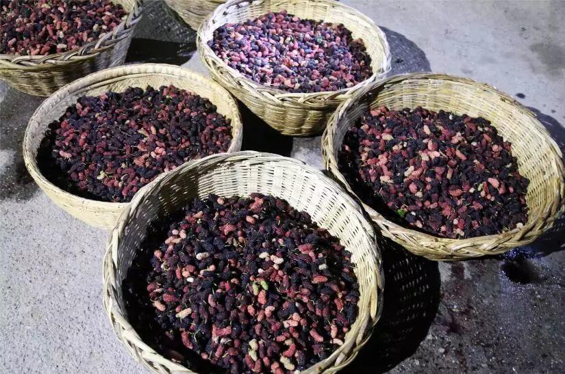 最近有几位忠实粉私信问我:不是以前看你动态发了杏醋,枣醋,槐花醋