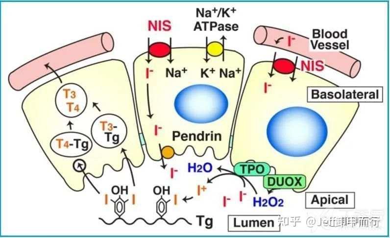 13-09:碘131治疗甲状腺癌的原理和生物机制 - 知乎