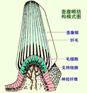 神奇的“第六感”——人体平衡机制研究 - 知乎