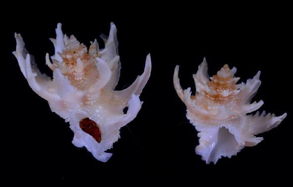 浪海拾贝--玛娃花仙螺